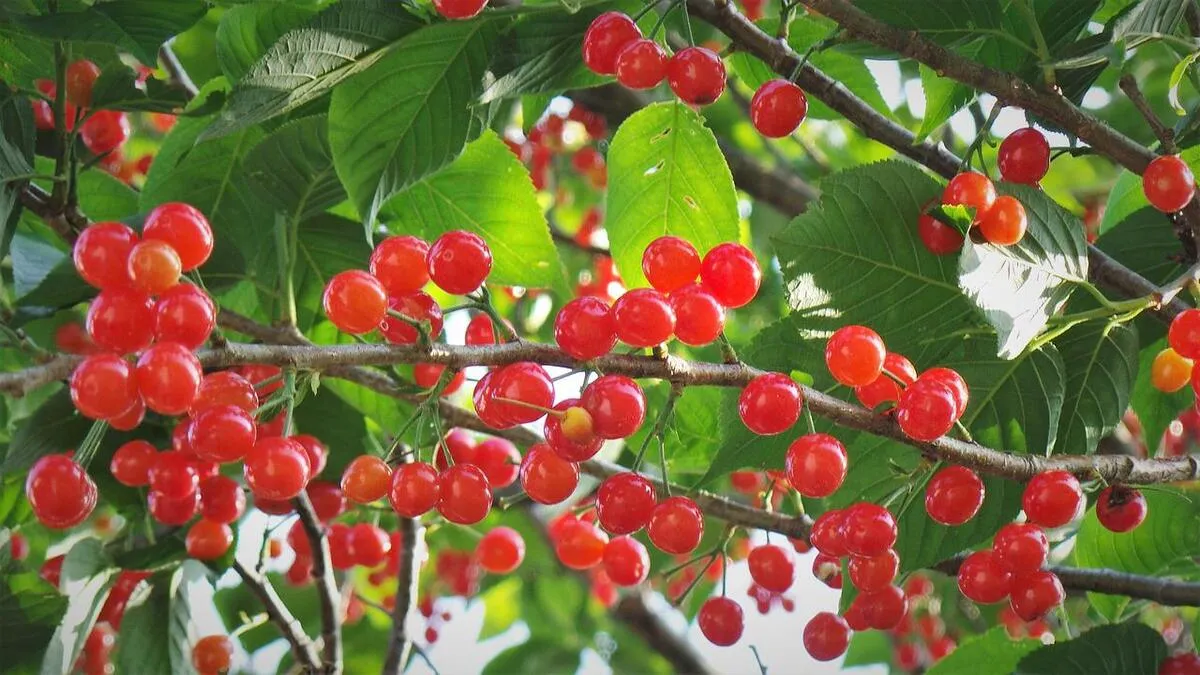 앵두에 관련된 꿈해몽